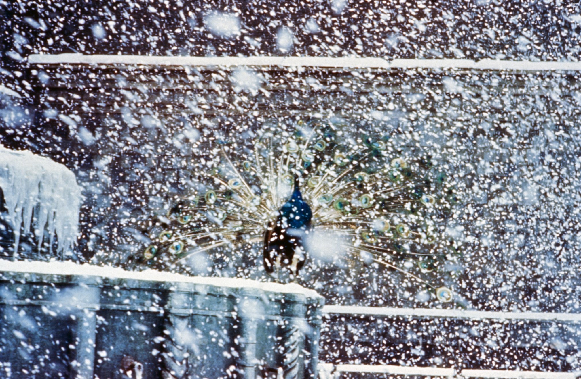 Амаркорд (1973)