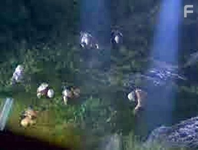 Истекающий кровью