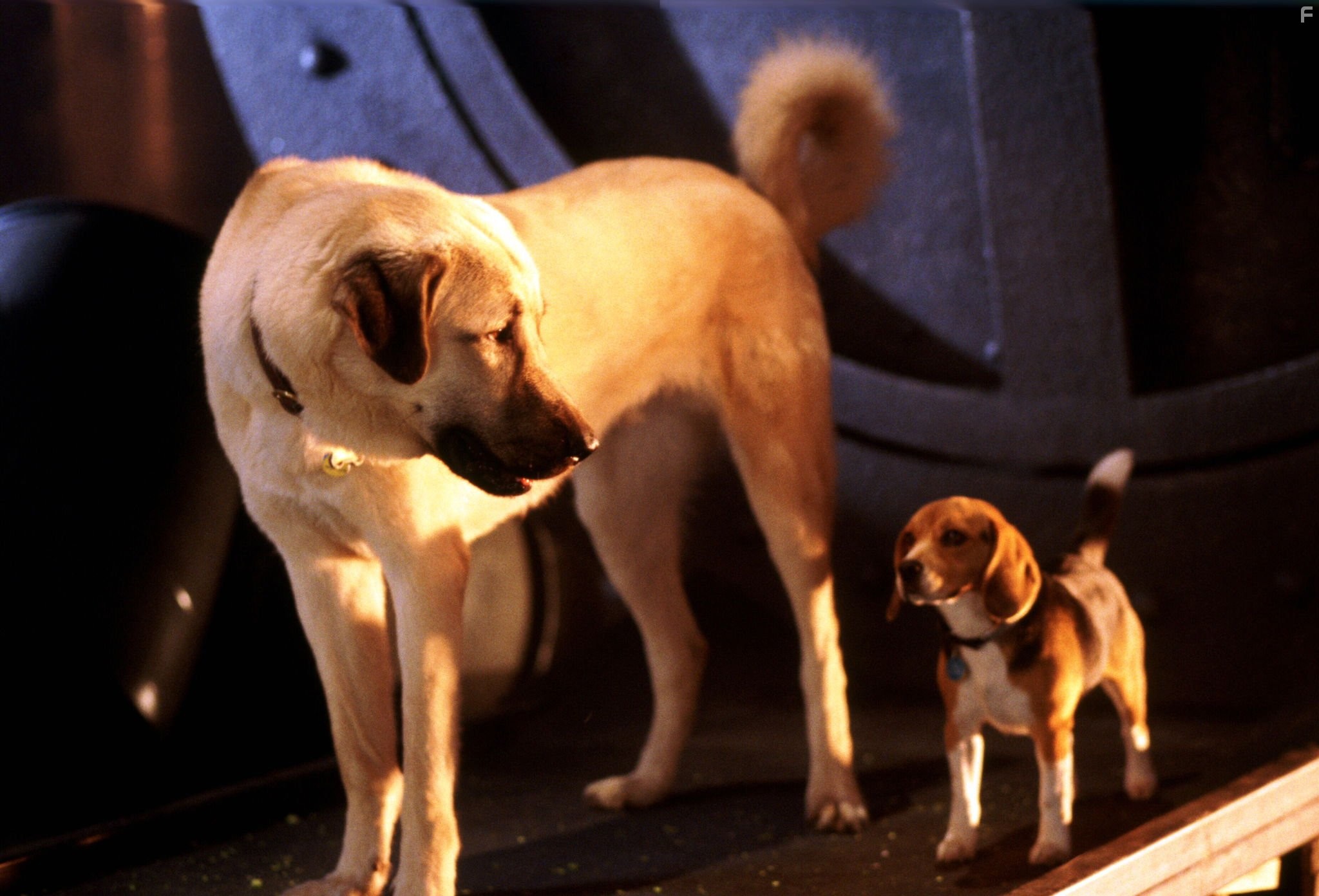 Кошки против собак (2001)