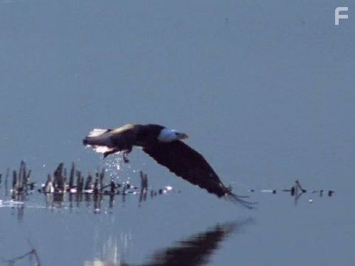 Earthflight: North America (2011)