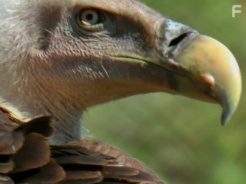 Earthflight: Africa (2012)