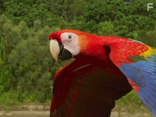 Earthflight: South America (2012)