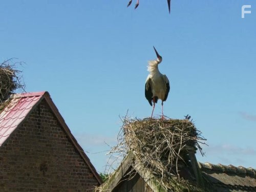 Earthflight: Europe (2012)