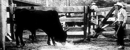 Младший Боннер