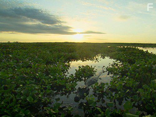 В дебрях Латинской Америки