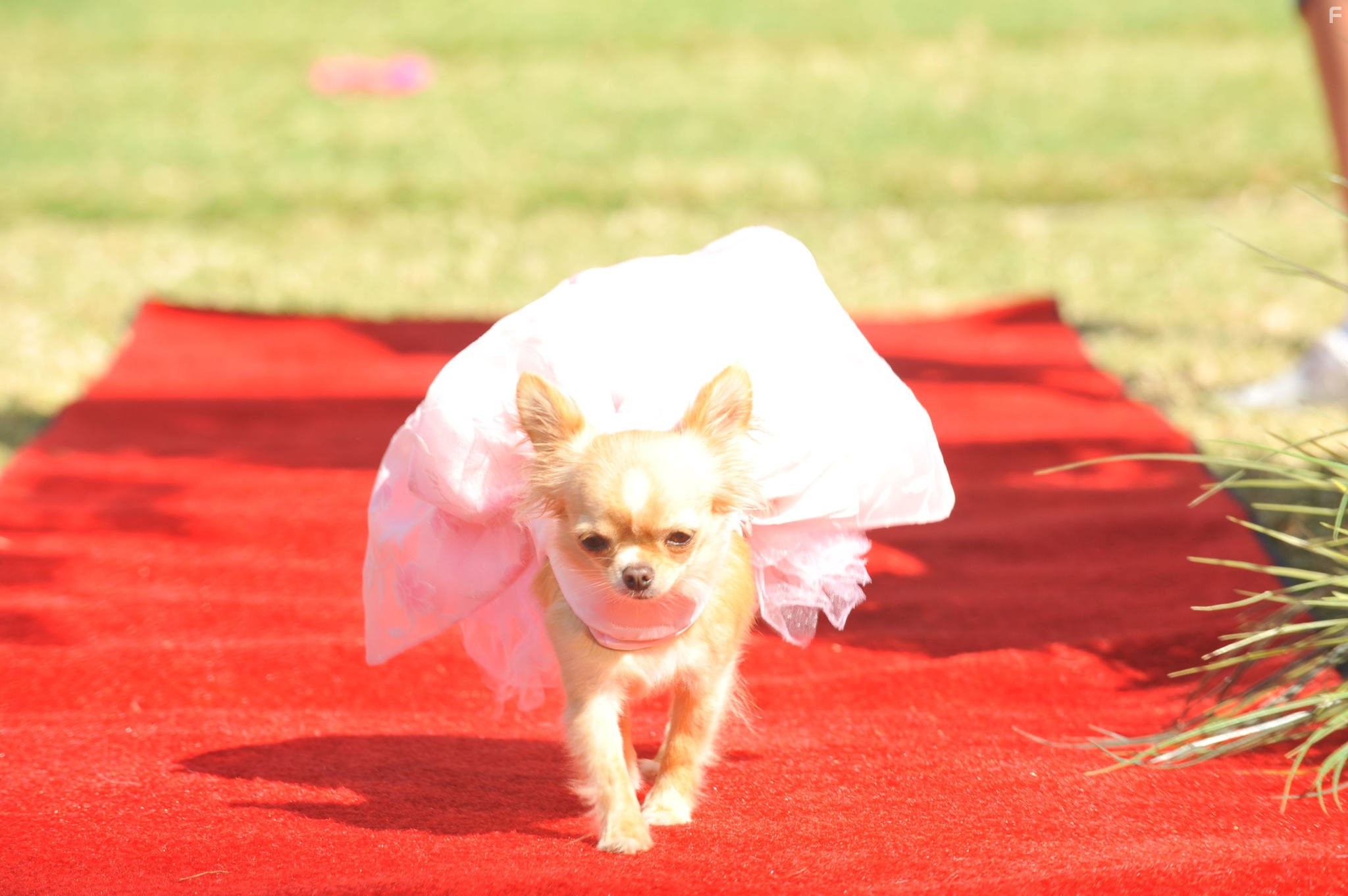 Beverly Hills Chihuahua 3: Viva La Fiesta! (2012)