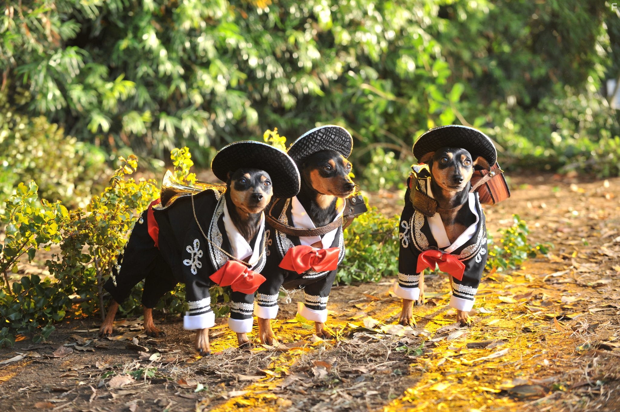 Beverly Hills Chihuahua 3: Viva La Fiesta! (2012)