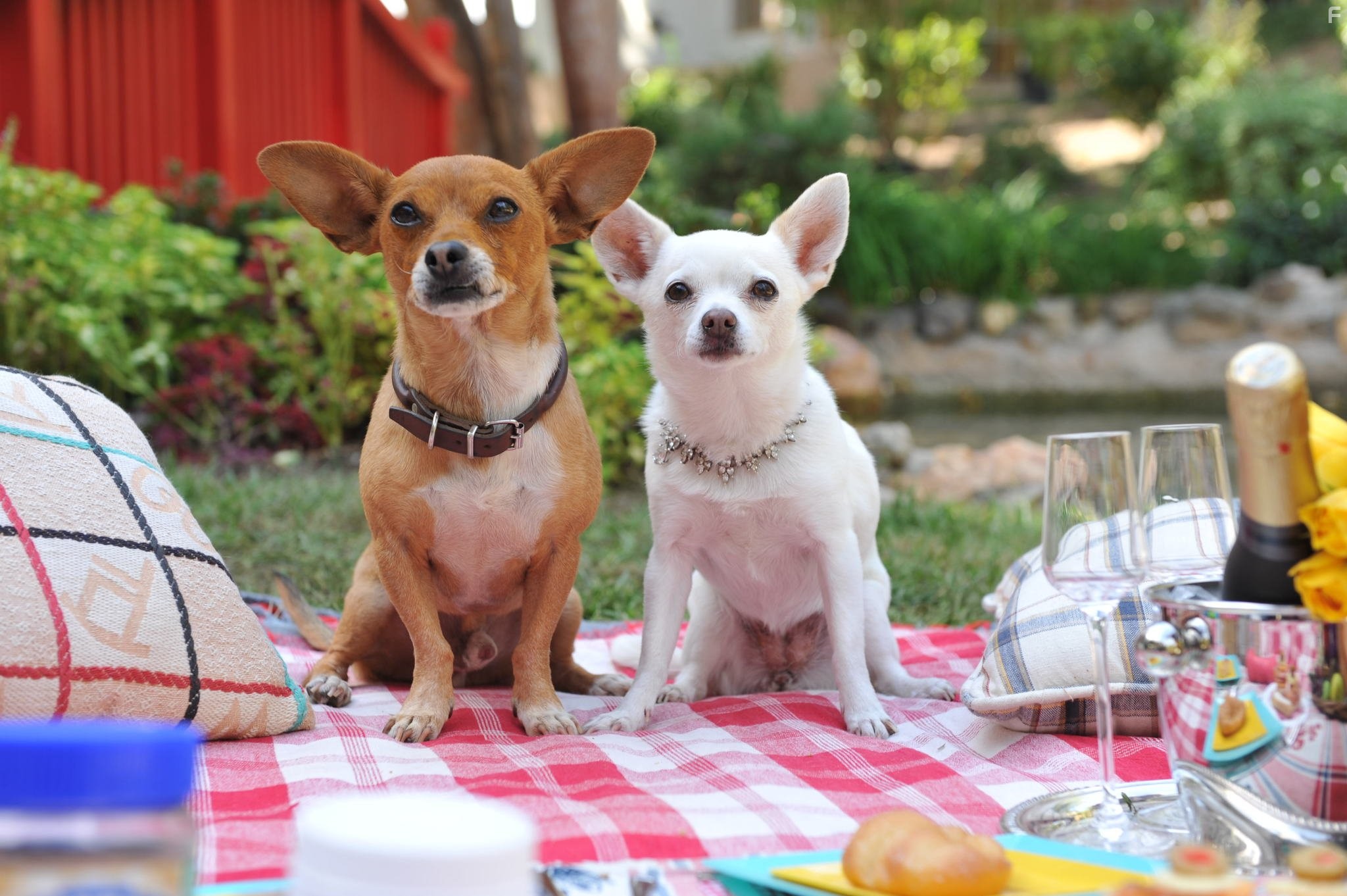 Beverly Hills Chihuahua 3: Viva La Fiesta! (2012)