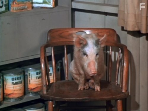 Arnold the Piggy in Зеленые просторы (1965)