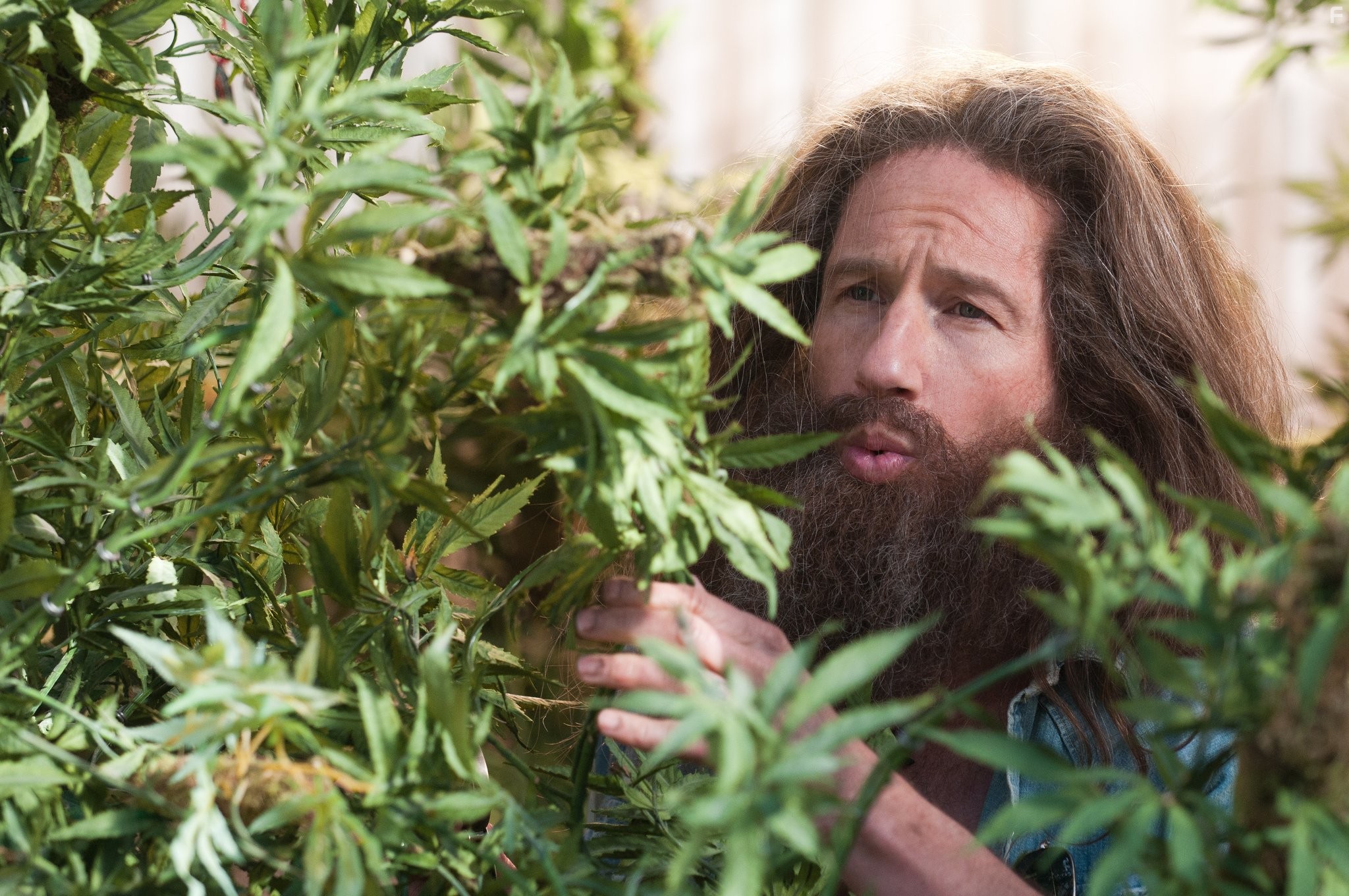 David Duchovny in Козы (2012)