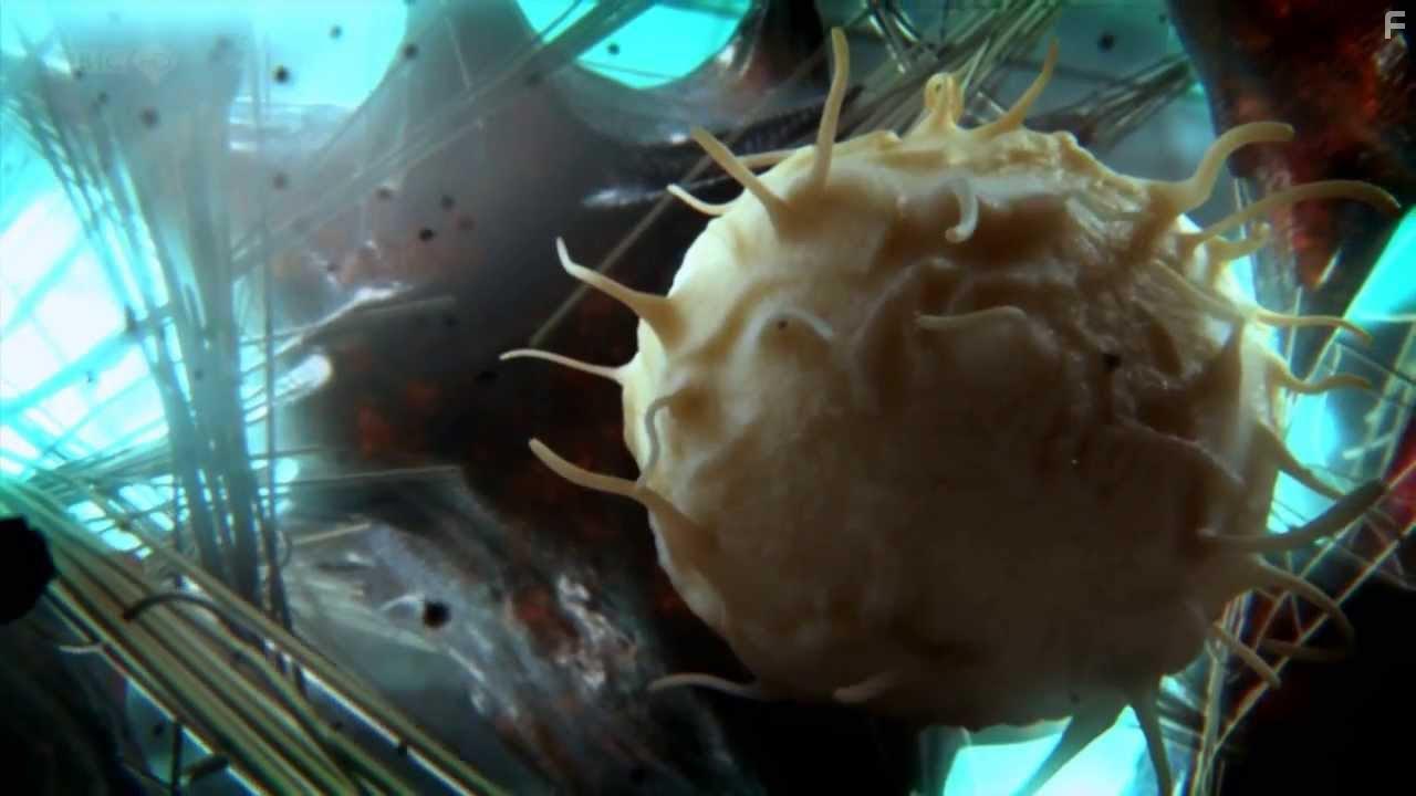 Внутренняя вселенная: Тайная жизнь клетки