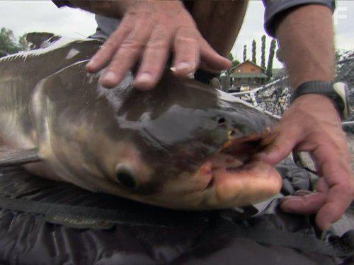 River Monsters (2009)