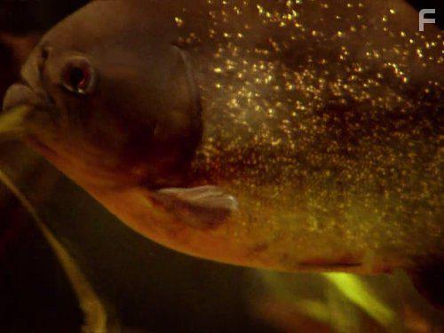 River Monsters (2009)