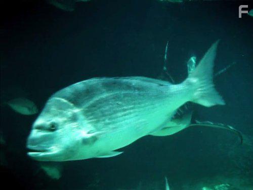 River Monsters (2009)