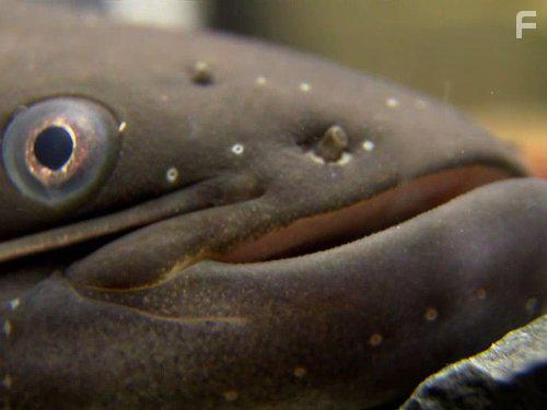 River Monsters (2009)