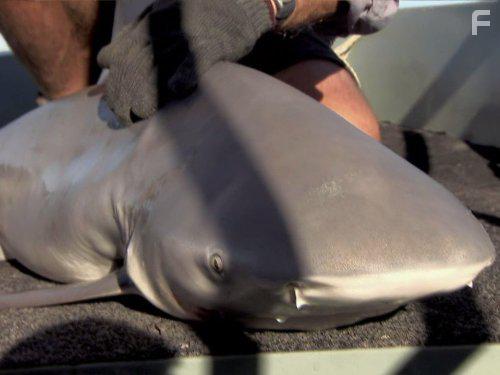 River Monsters (2009)