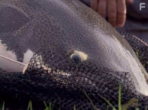 River Monsters (2009)