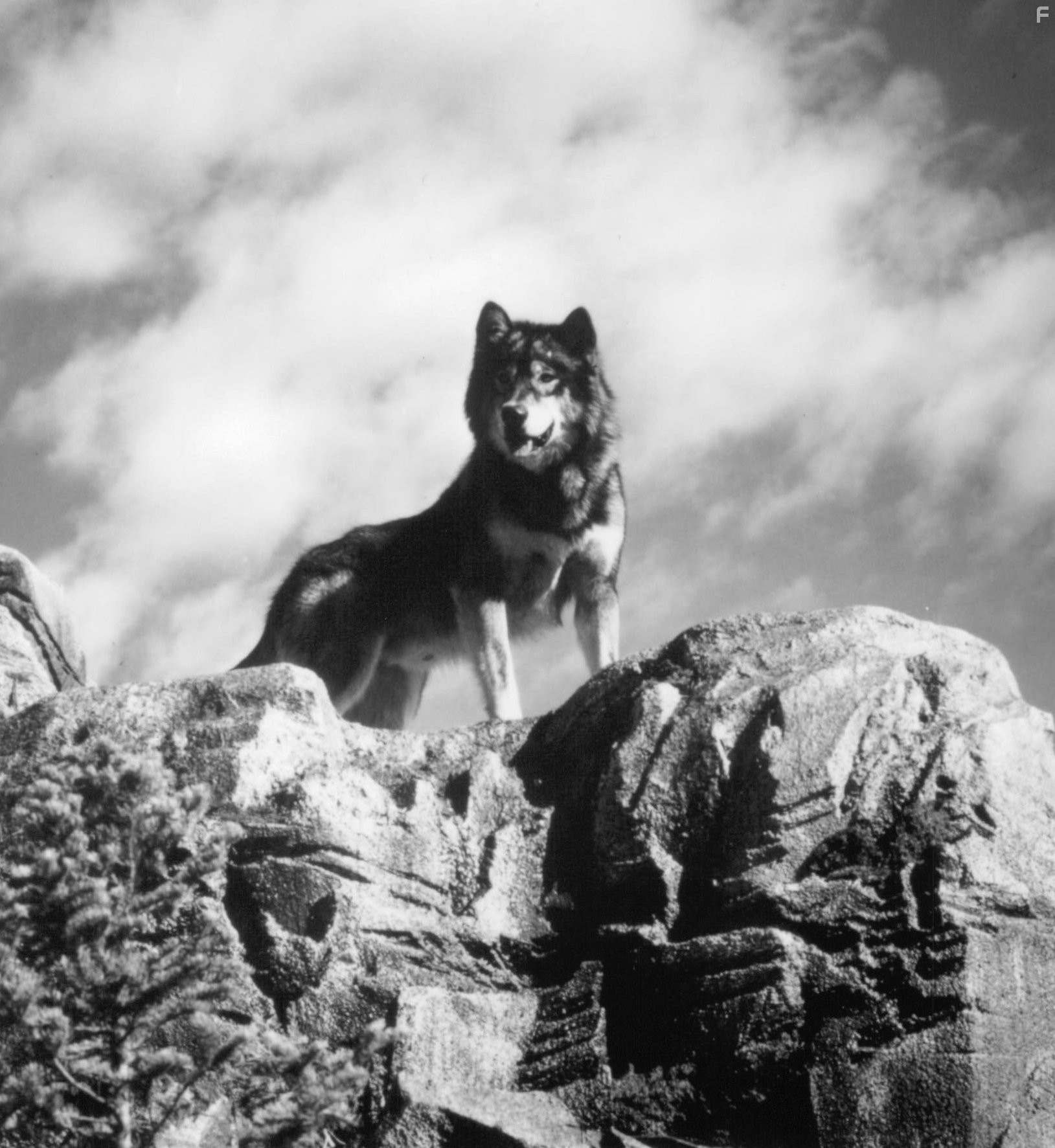 Jed in Белый клык 2: Легенда о белом волке (1994)