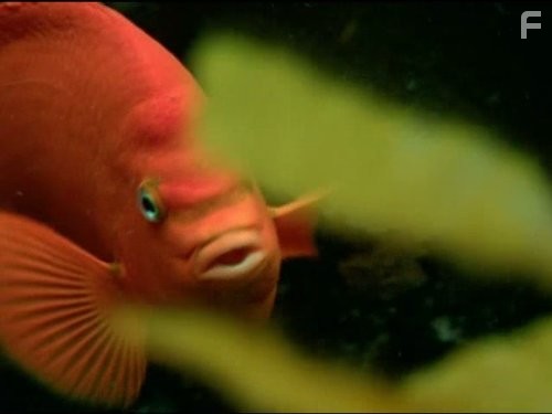 Голубая планета (2001)