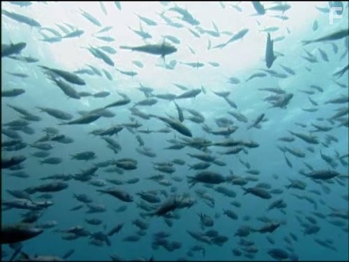 Голубая планета (2001)