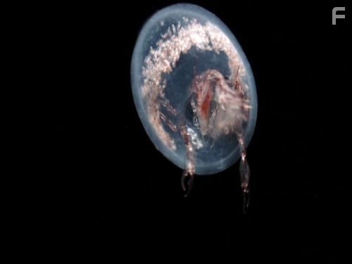 Голубая планета (2001)