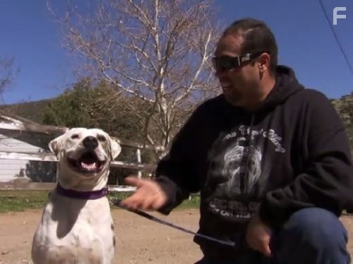 Введение в собаковедение