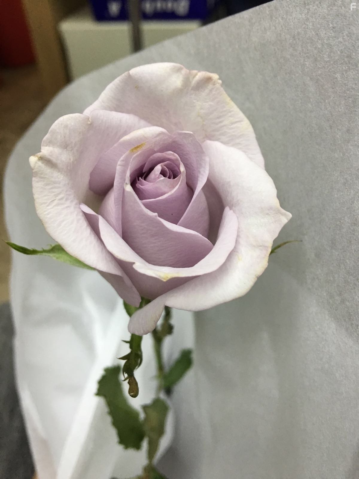 Холодная война (2012)