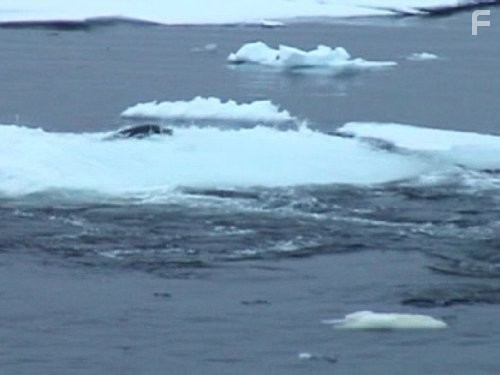 Underwater Universe (2011)