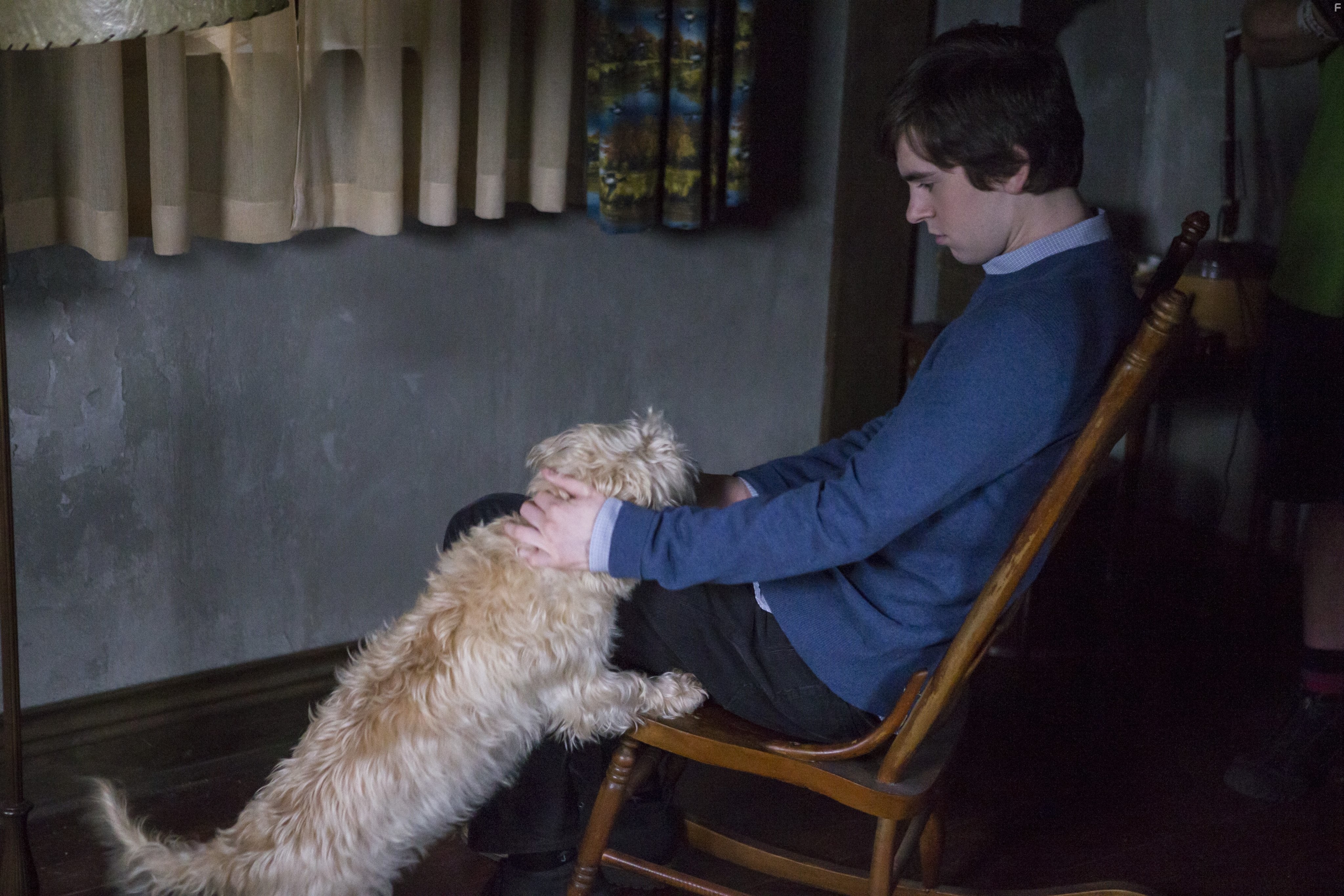 Freddie Highmore in Мотель Бейтсов (2013)