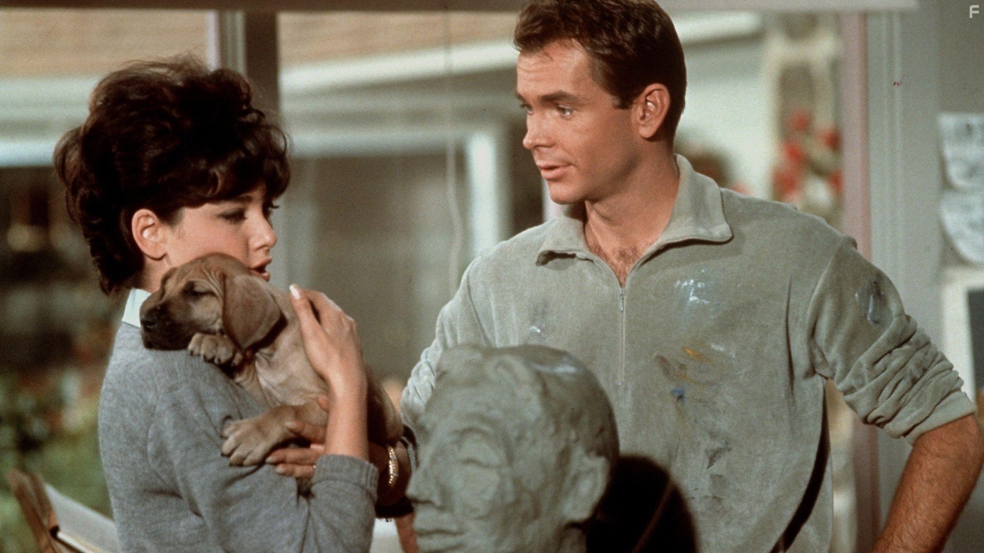 Гадкая такса (1966)