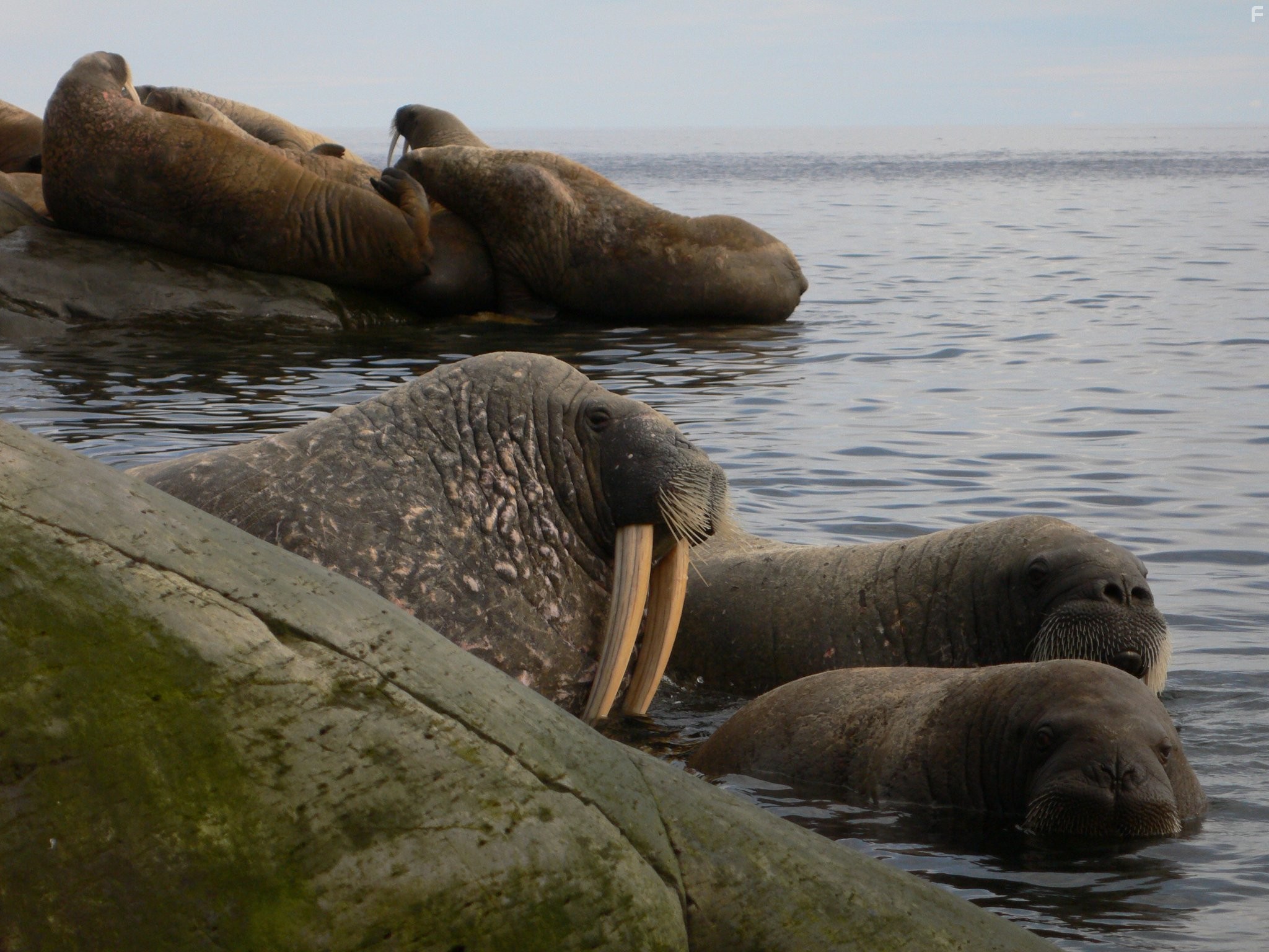 To the Arctic 3D (2012)