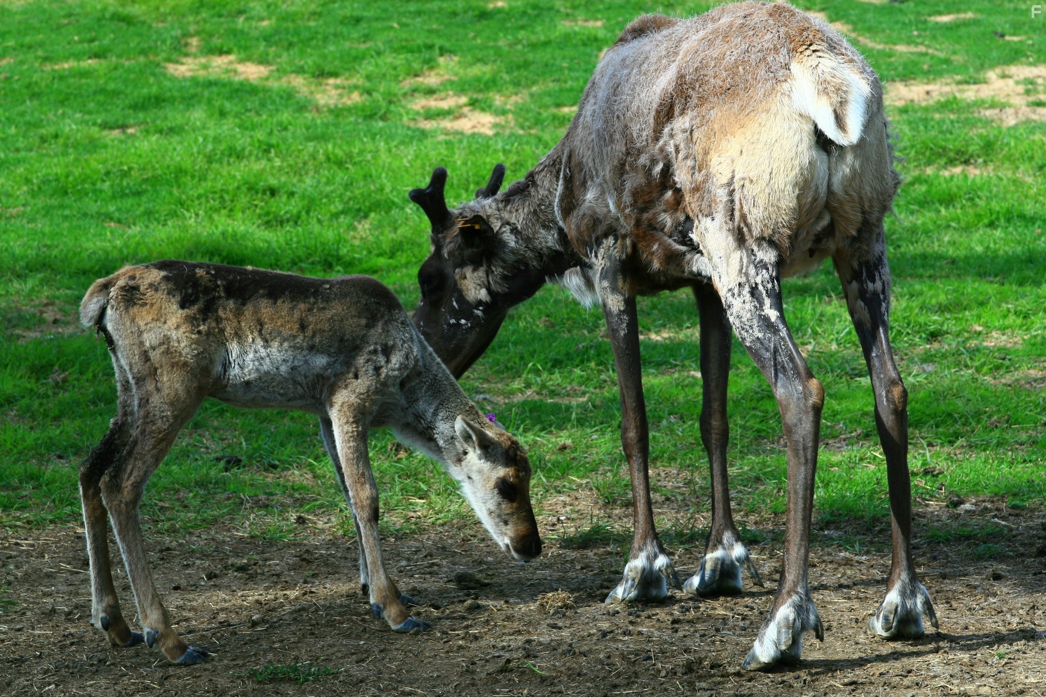 To the Arctic 3D (2012)