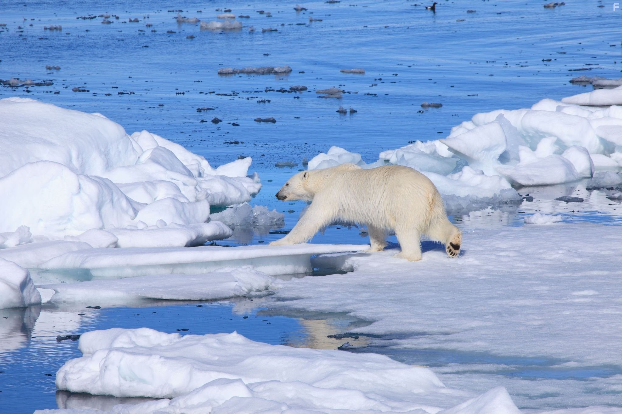 To the Arctic 3D (2012)