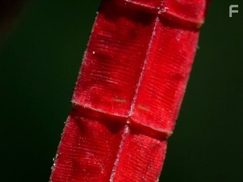 Чудеса жизни