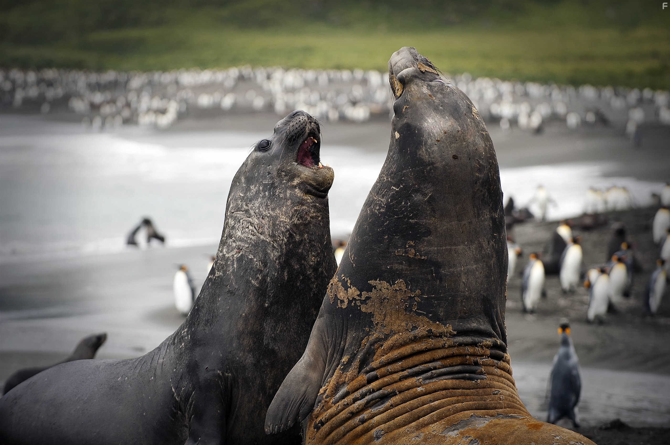 The Penguin King (2012)