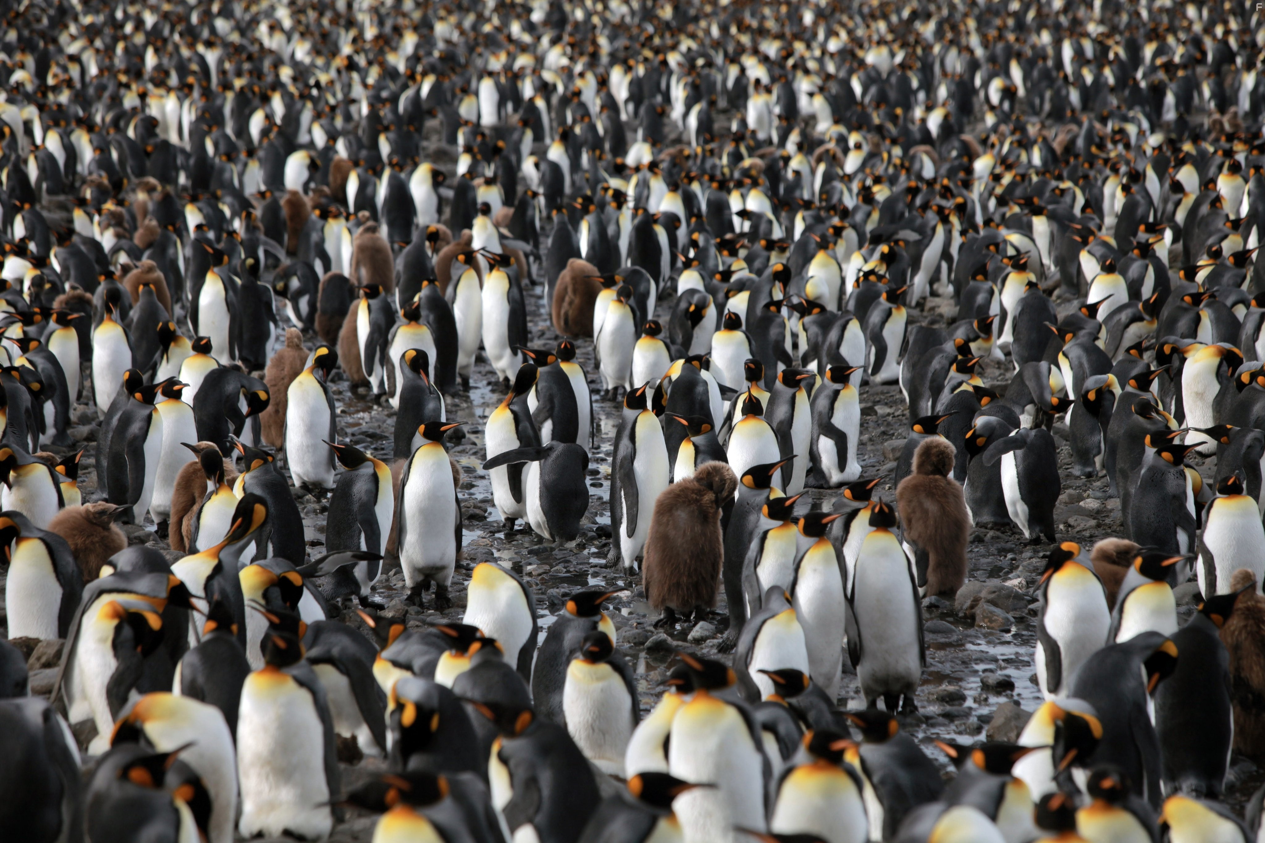 The Penguin King (2012)