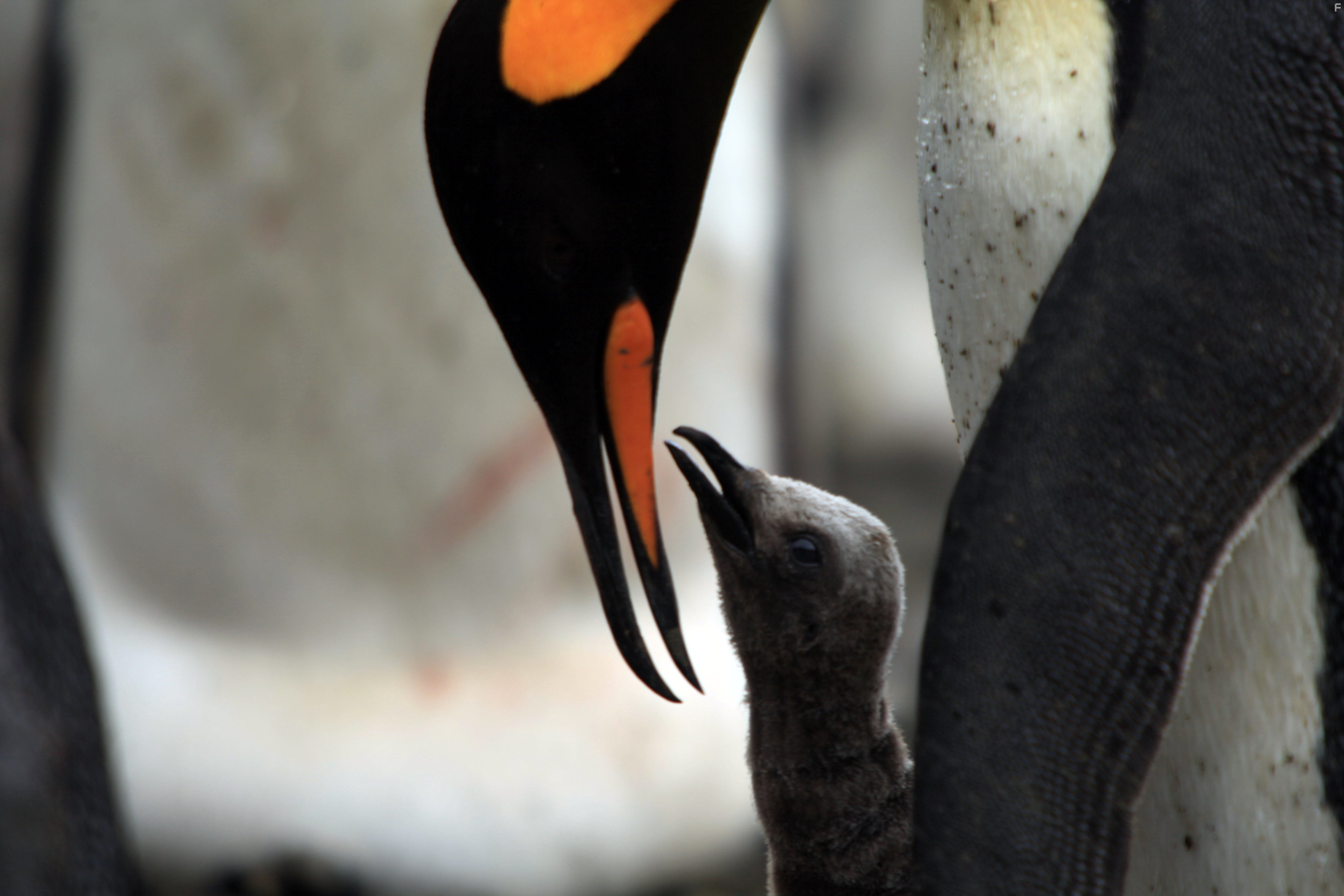 The Penguin King (2012)