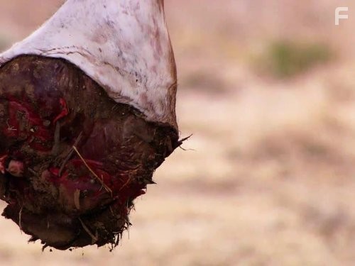 Как прокормить льва