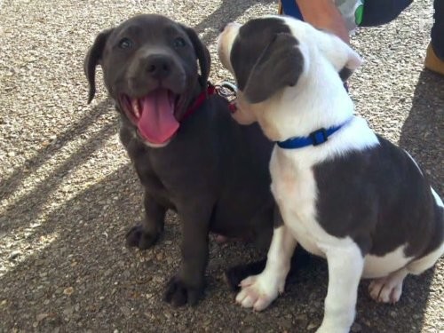 Pit Bulls and Parolees (2009)