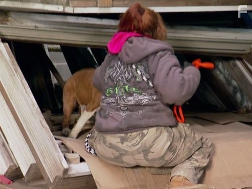 Pit Bulls and Parolees (2009)