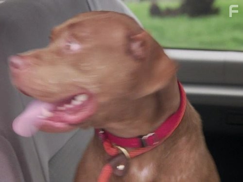 Pit Bulls and Parolees (2009)