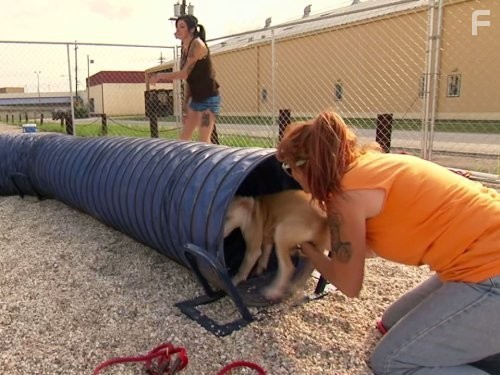 Pit Bulls and Parolees (2009)