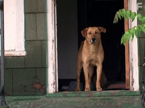 Pit Bulls and Parolees (2009)