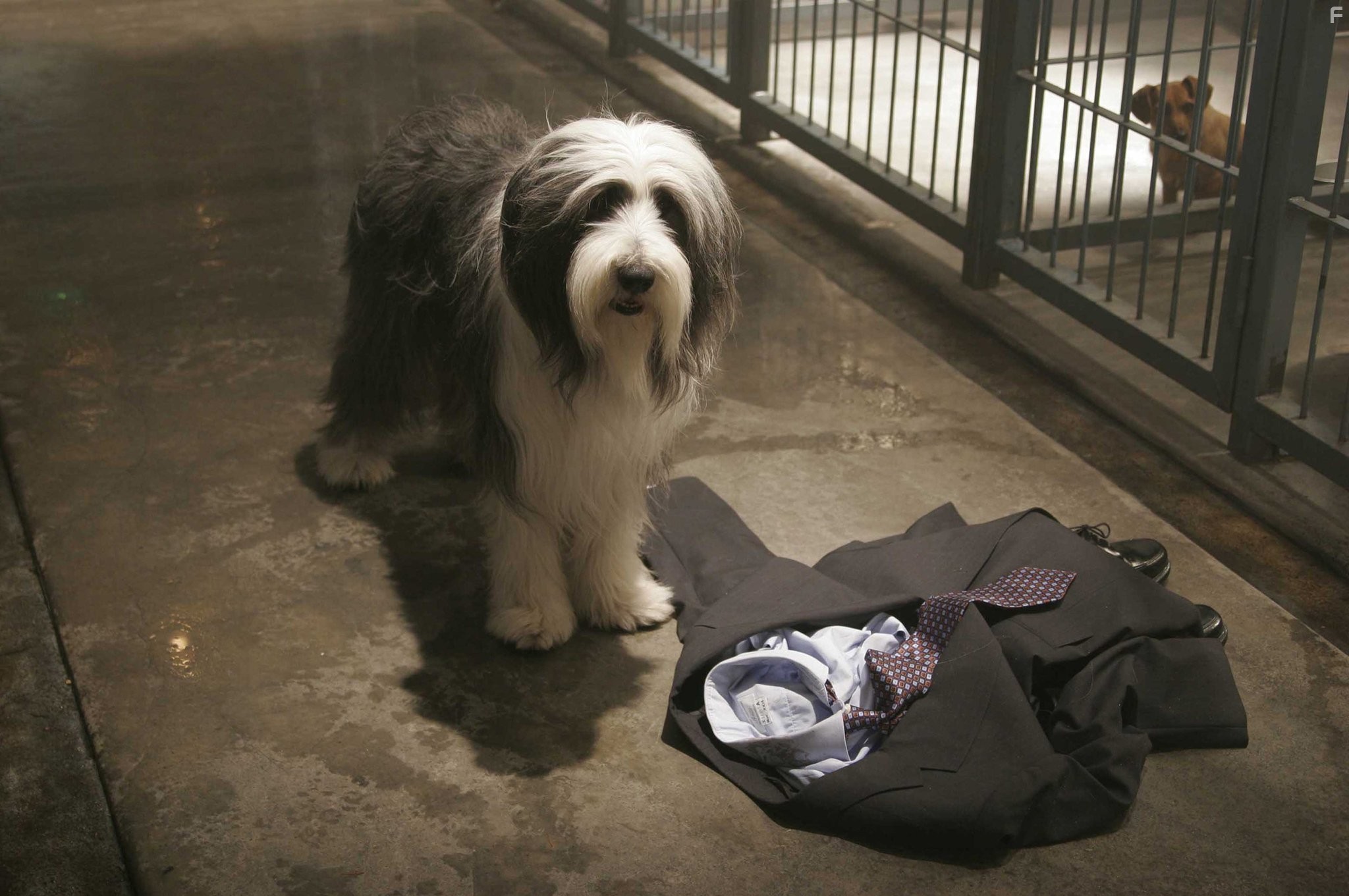 Лохматый папа