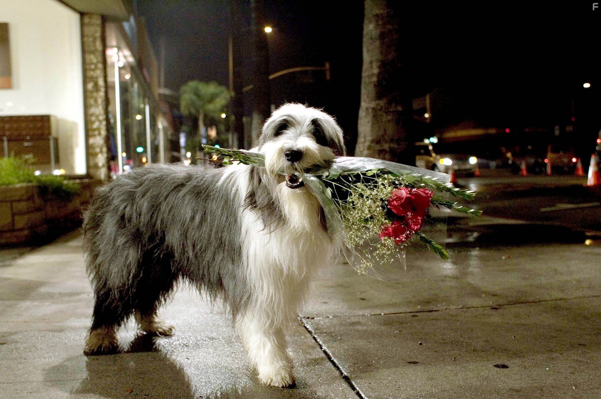 Лохматый папа (2006)