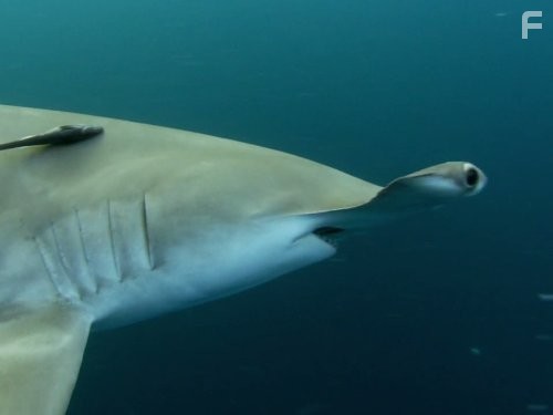 Discovery: Северная Америка