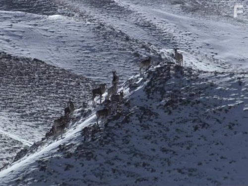 Дикий Китай (2008)