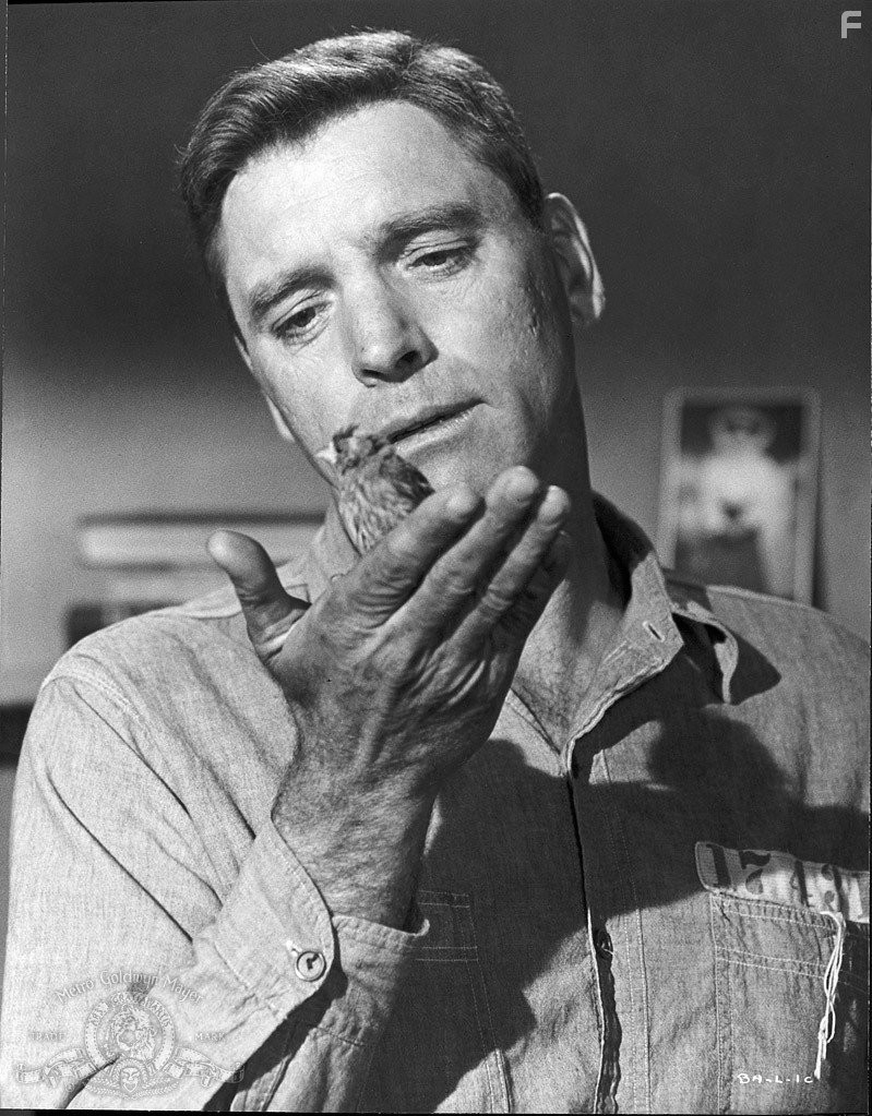 Burt Lancaster in Любитель птиц из Алькатраса (1962)