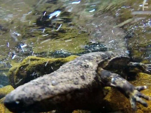 Wild Things with Dominic Monaghan (2012)