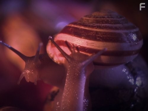 How Sex Changed the World (2013)